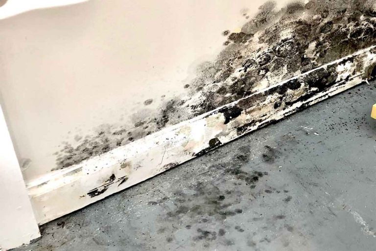 Mold Remediation Cost 2023 Guide Things To Know Before Hiring A