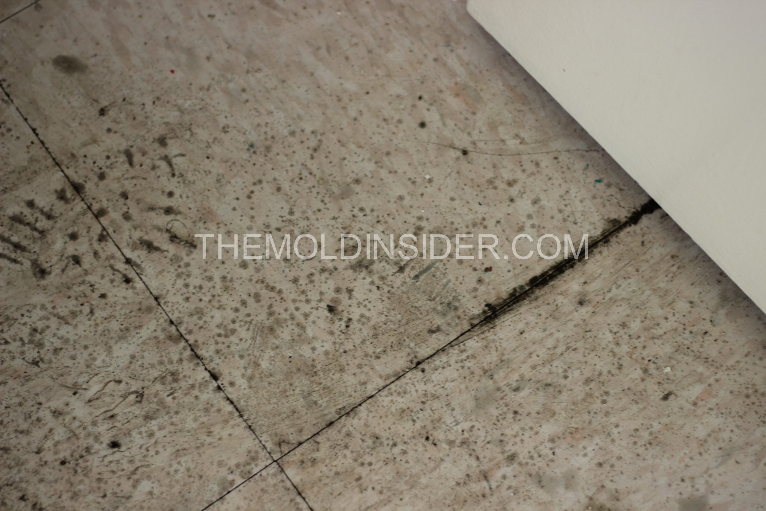 Removing Mold Growth Using Steam Vapor Treatment The Mold Insider