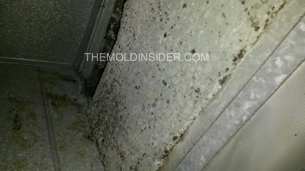 Can You Stay in Home During Mold Remediation? The Mold Insider