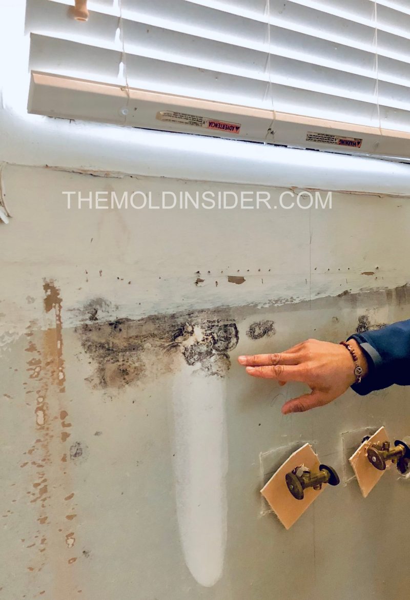 Pictures Of Mold 39 RealLife Images Of Mold in Homes The Mold Insider