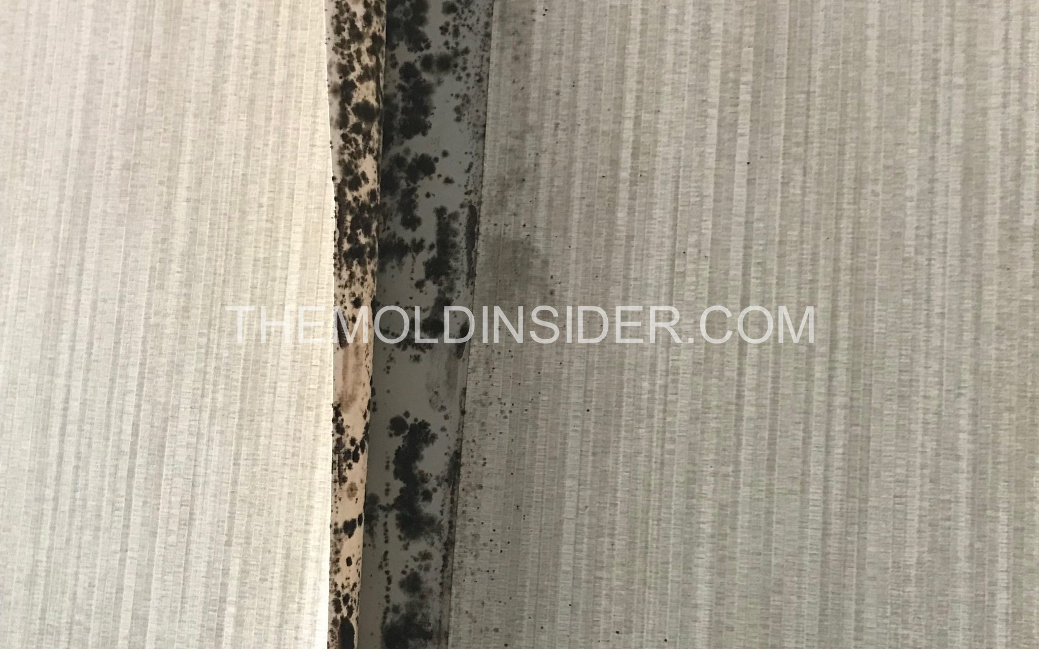 Mold Removal in Home The Ultimate Guide For American Homeowners (DIY & Prevention) The Mold