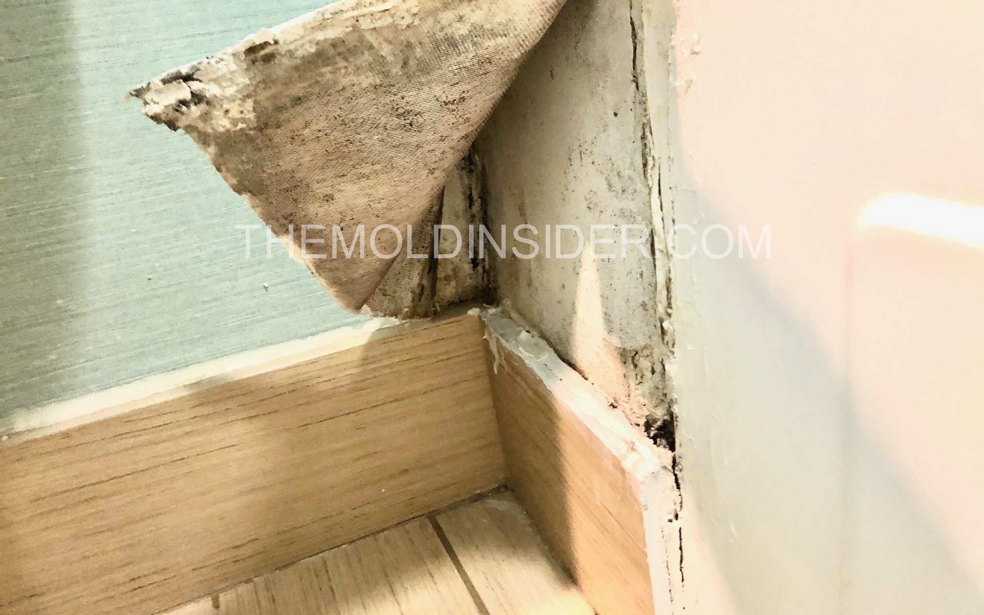 HOW CAN YOU GET EXPOSED TO MOLD? The Mold Insider