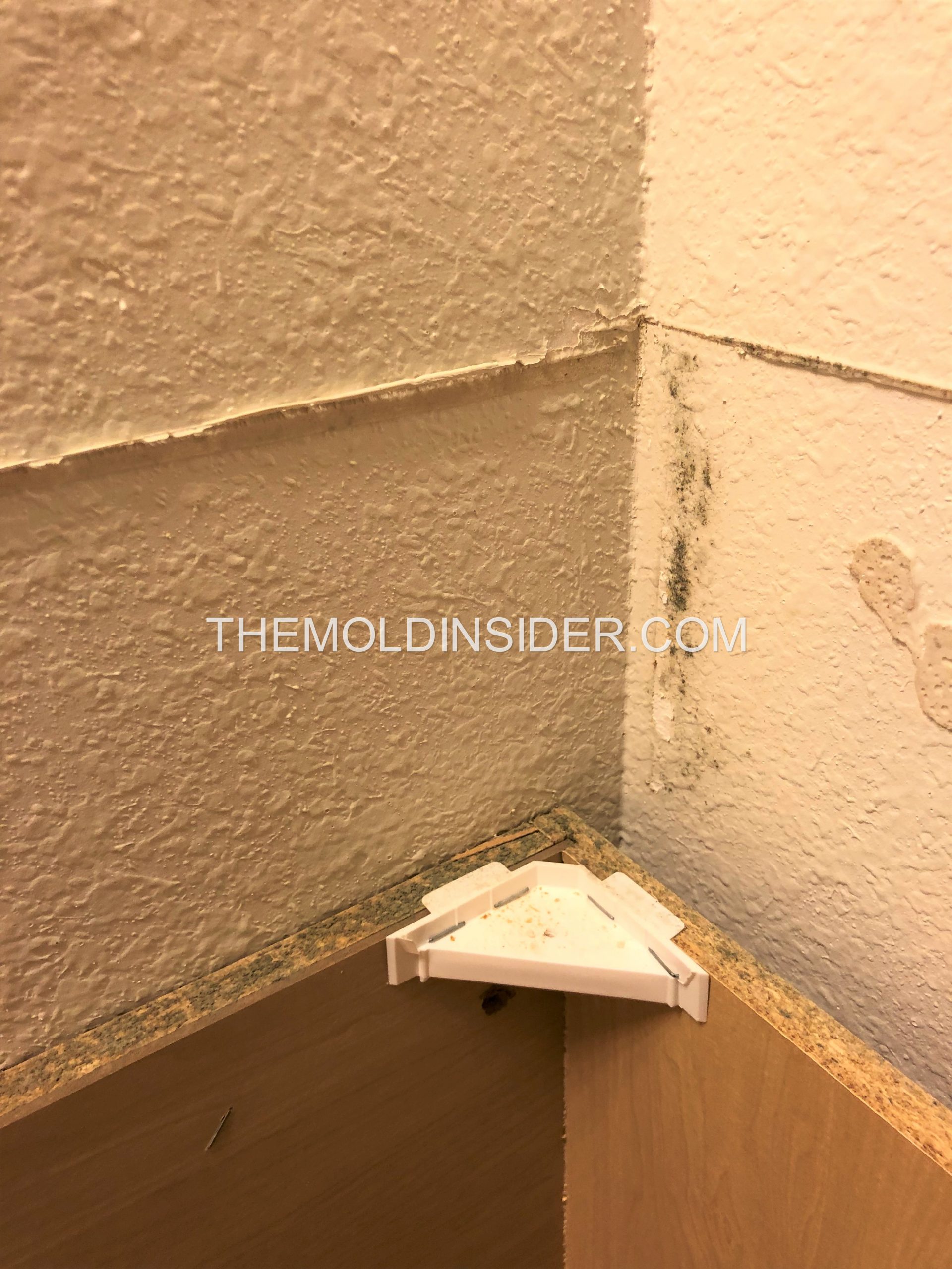 How We Got Rid of Mold in Bathroom (Step By Step) The Mold