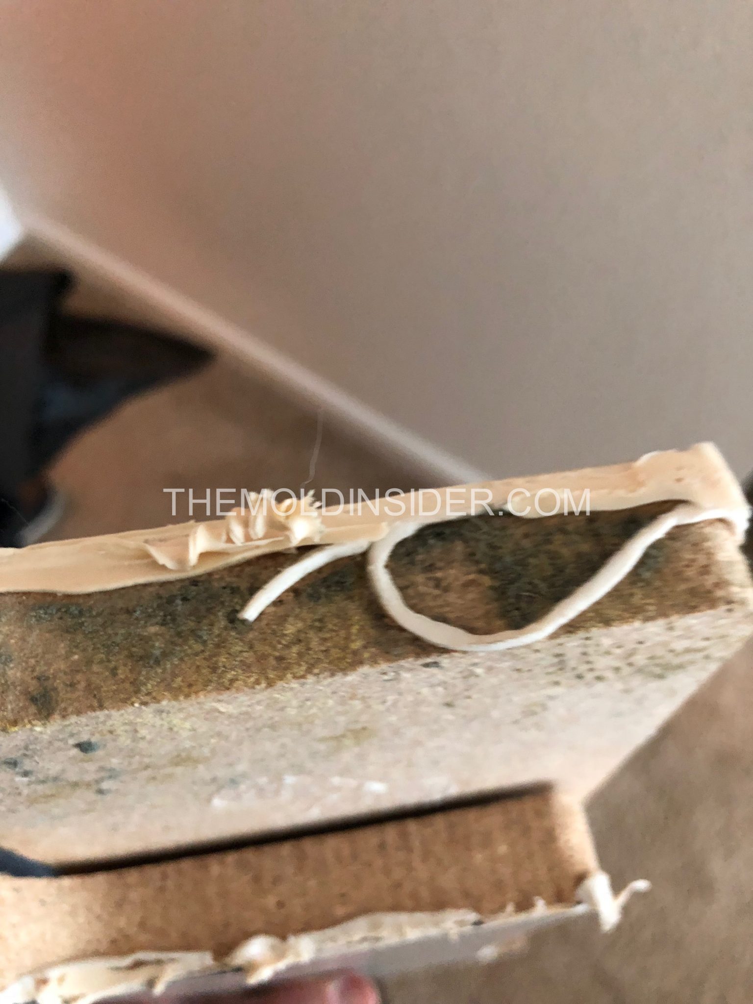 How We Got Rid of Mold in Bathroom (Step By Step) The Mold