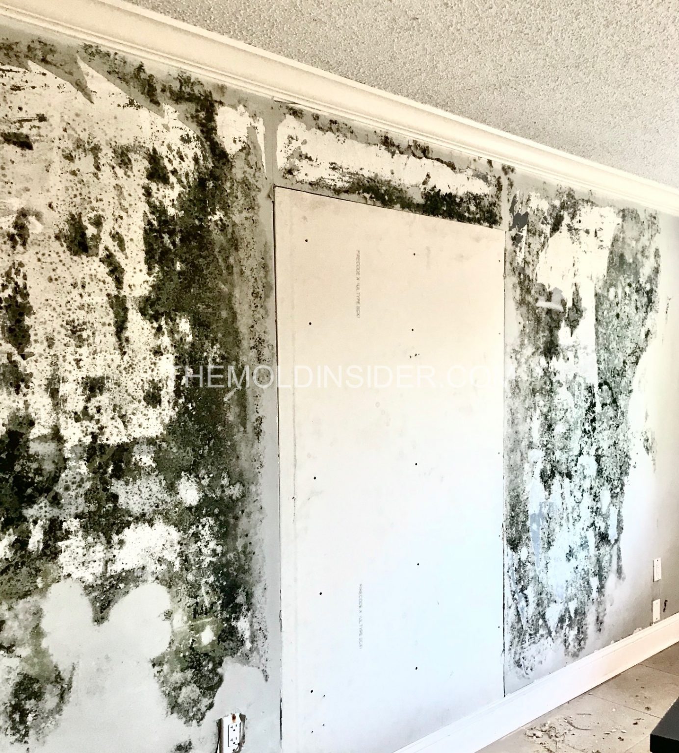 Mold Removal Equipment 8 Items For Effective Remediation The Mold