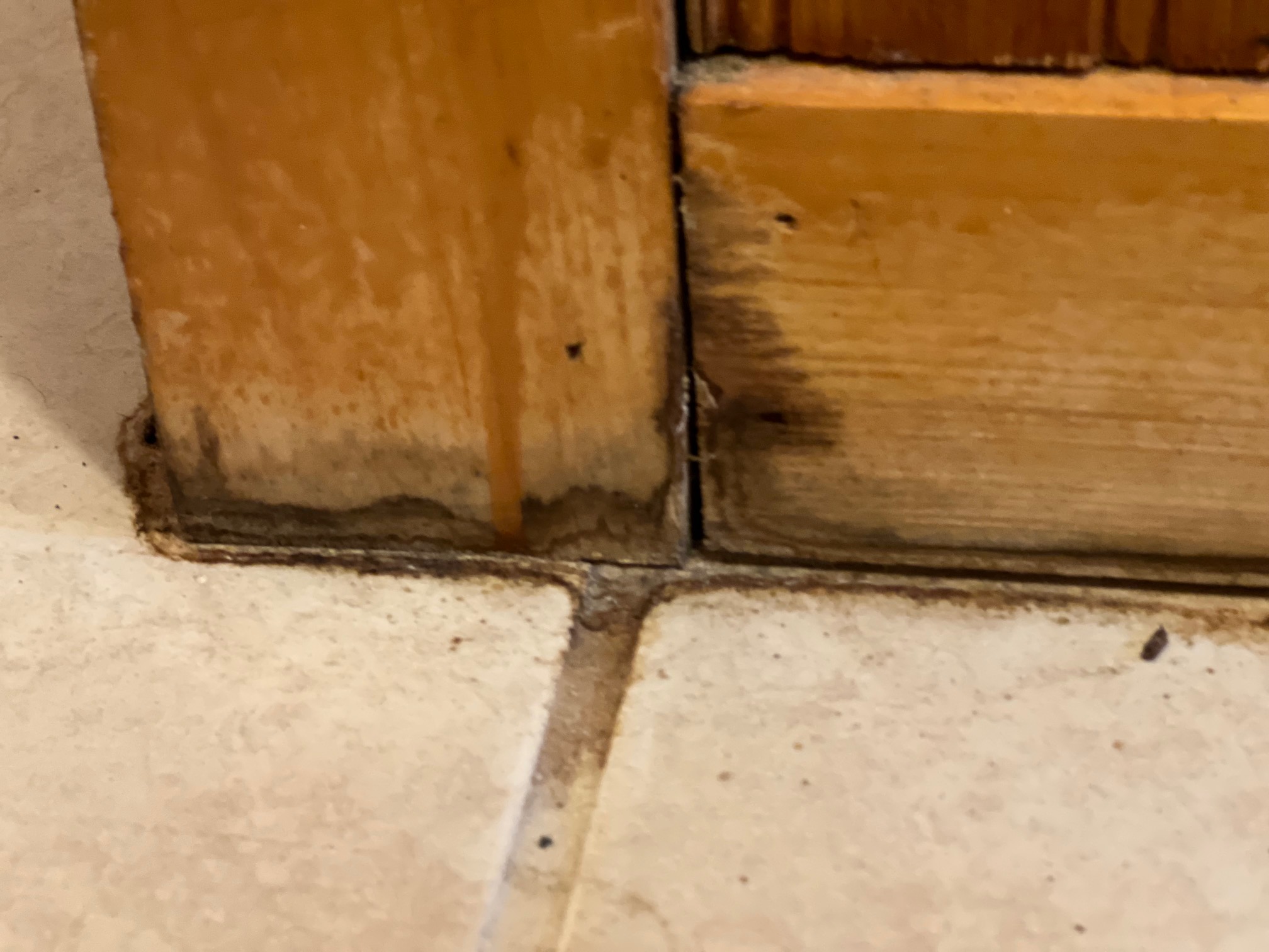 Mold In Airbnb Rental Here's What I Did After Discovering The